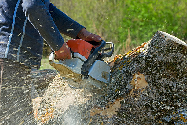 Vance, AL  Tree Services Company